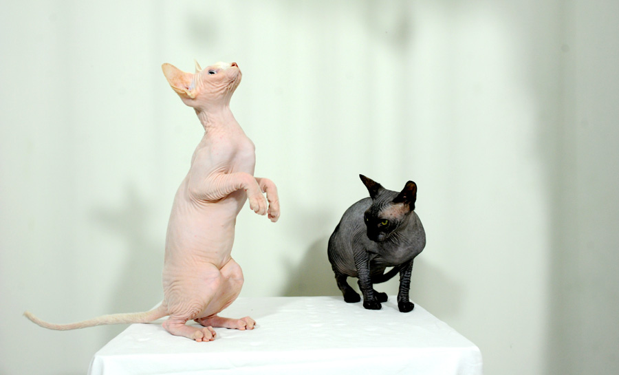 Notas históricas sobre o Sphynx