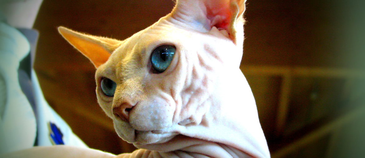 Esposizione Internazionale Felina Antegnate (BG) 01,02-11-2014