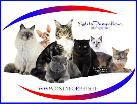 Esposizione Internazionale felina Giubiasco (CH) 22,23-11-2014