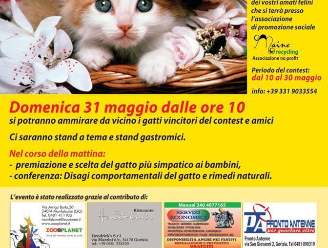 Il gatto protagonista Gorizia (GO) 31.05.2015