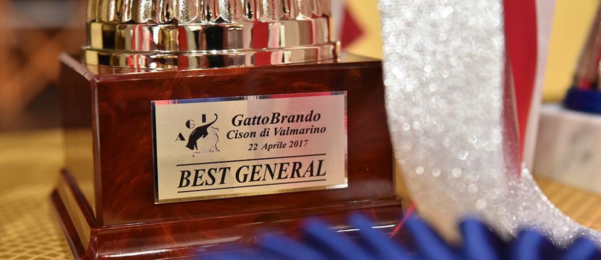 Best nobilgatti sphynx