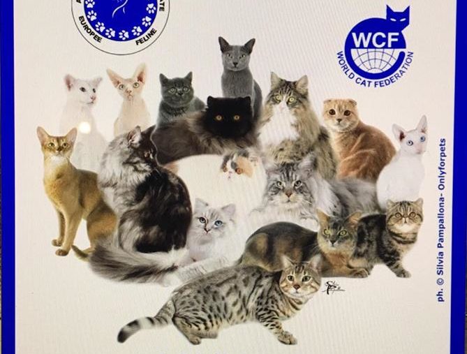 Locandina Shynx Lugano