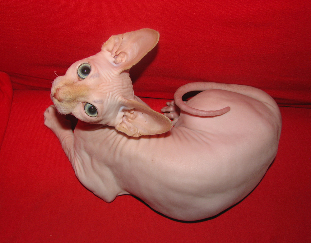 Caráter, cuidado e outras curiosidades de Sphynx