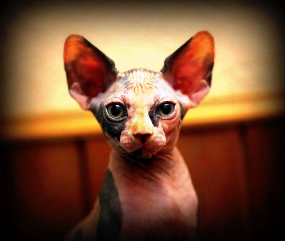 Perguntas freqüentes sobre o Sphynx