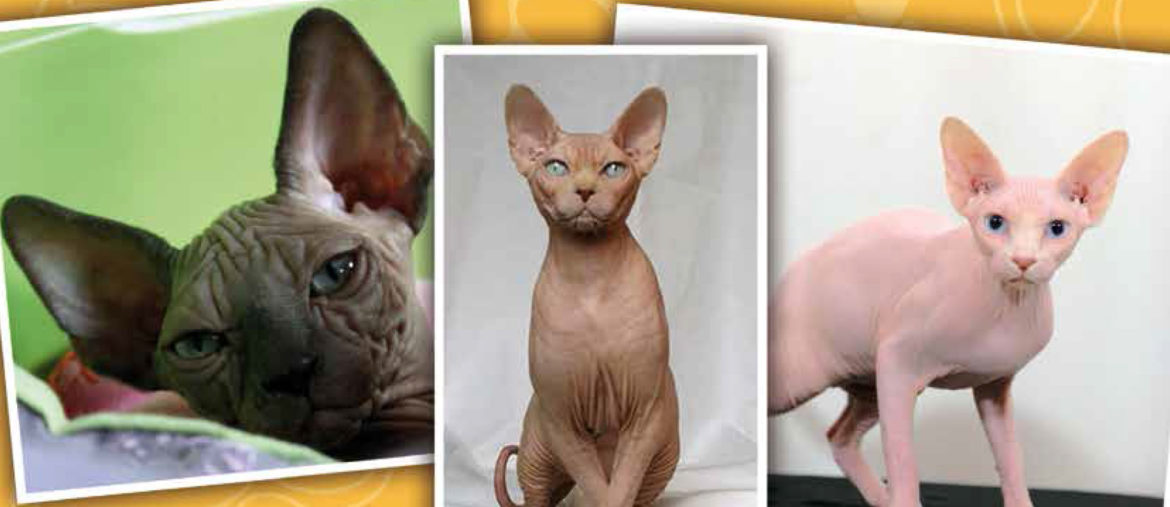 Chi conosce il gatto nudo ? Monfalcone (Gorizia) 16-11-2013