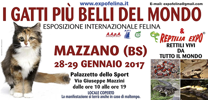 Esposizione Internazionale Felina Mazzano (BS) 28,29-01-2017